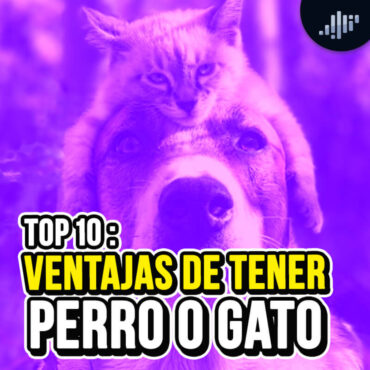 top-10:-ventajas-de-tener-perro-o-gato
